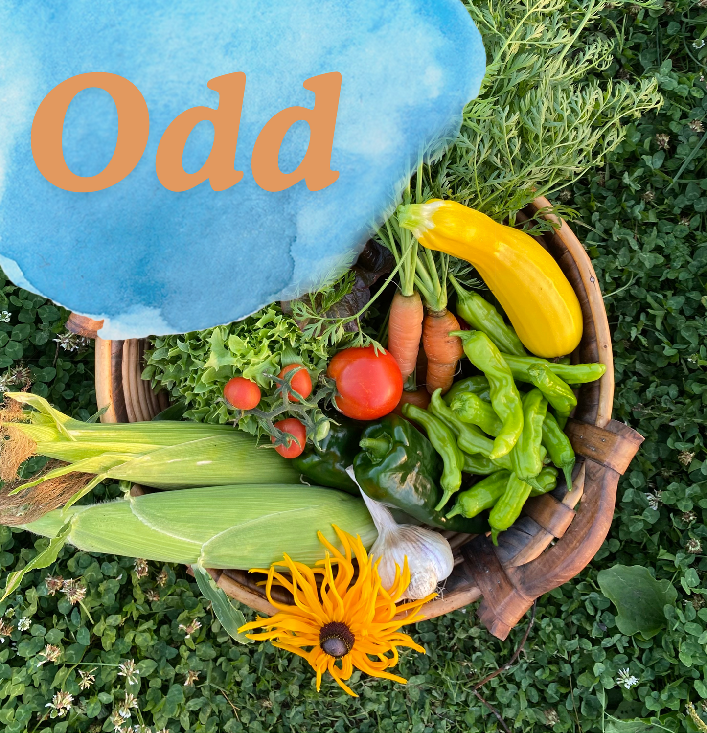 Odd Week CSA