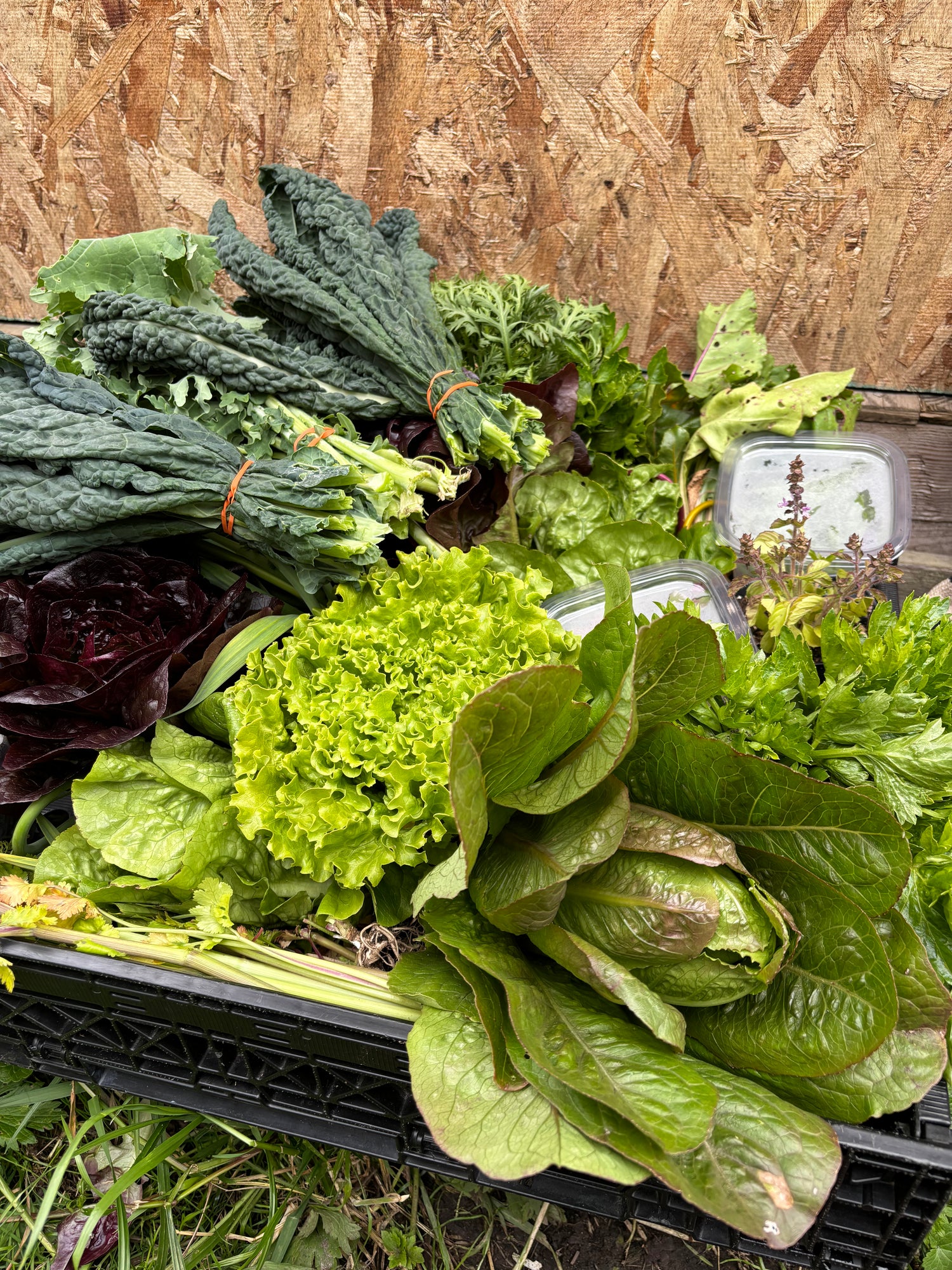 A selection of late spring produce.